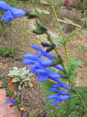Salvia_ianthina.JPG