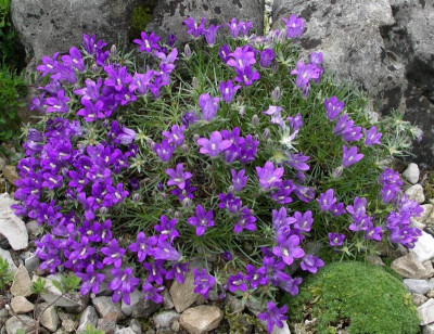 Edraianthus dinaricus 01.06.16.JPG