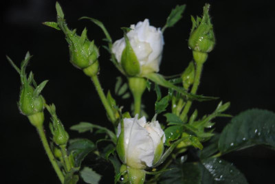 juni 065.jpg