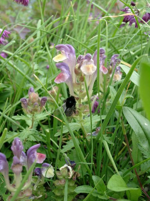 06200038_eScutellaria_alpina-Hybride.JPG