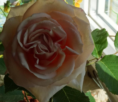 rose03.jpg