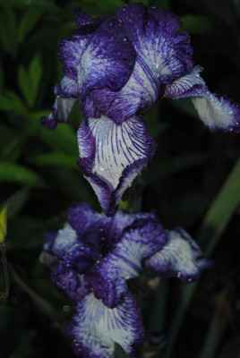 juni 079.jpg