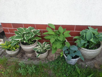 20160520_063154.jpg