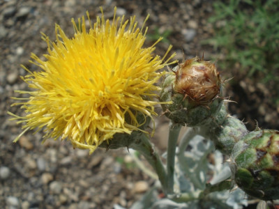 C_Ragusina_010616.jpg