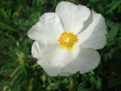 C_florentinus_010616.jpg