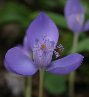 IMG_1948_eCrocus_banaticus.JPG