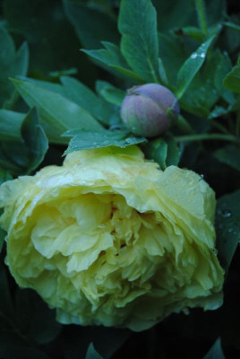 juni 077.jpg