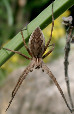 06240016_ePisaura_mirabilis_Weibchen.JPG