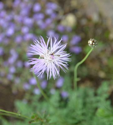 Centaurea_simplicicaulis.16-1.jpg