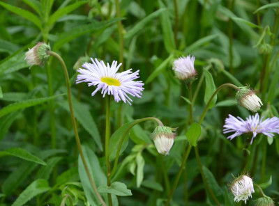 Erigeron-helllila.16-1.jpg