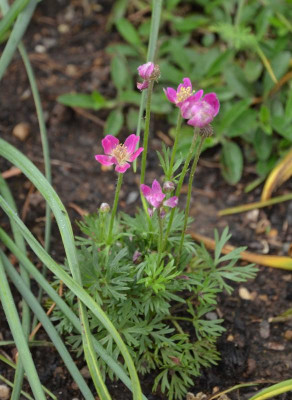 Anemone_multifida-rubra.16-1.jpg