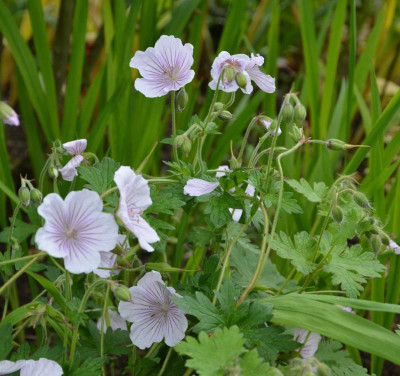 Geranium_himalayense-DerrickCook.16-1.jpg