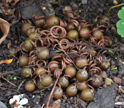 Coum_hederifolium.16-1.jpg