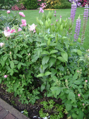 Cl_integr_Rosea (2).JPG