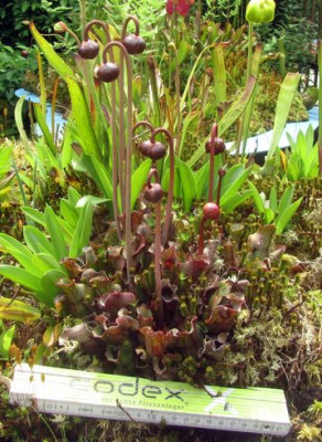 Zwergsarracenie-purpurea.jpg