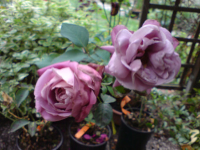 2lilac_wunderbluten.JPG