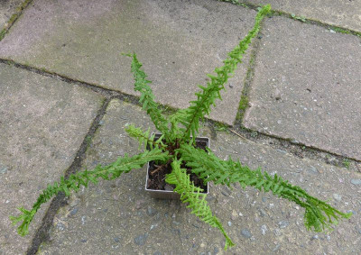 2016-06-02 Athyrium filix-femina 'Dre's Dagger'.jpg