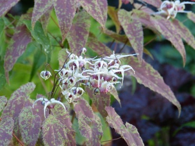 2016-06-02 Epimedium 'Domino' 1.jpg