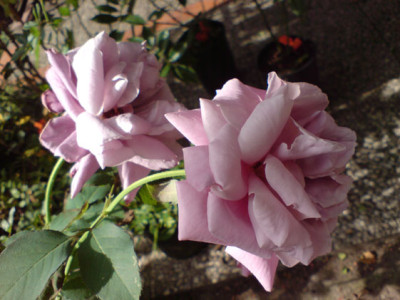2lilac_wunderbluten2.JPG