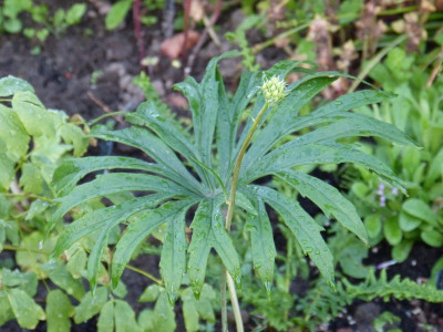 2016-06-02 Syneilesis aconitifolia.jpg