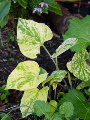 2016-06-02 Brunnera 'Langford Hewitt'.jpg