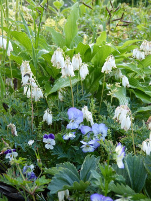 2016-06-02 Gartenimpressionen 1.jpg