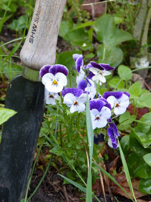 2016-06-02 Gartenimpressionen 2.jpg