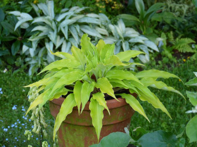 2016-06-02 Gartenimpressionen 5.jpg