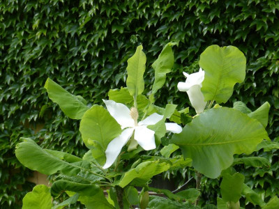 2016-06-02 Magnolia macrophylla 'Ashei' 1.jpg