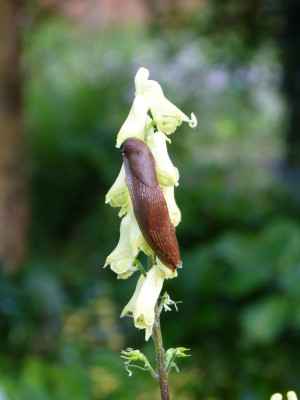 2016-06-02 Schnecke.jpg