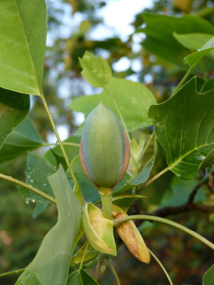 2016-06-02 Liriodendron tulipifera.jpg