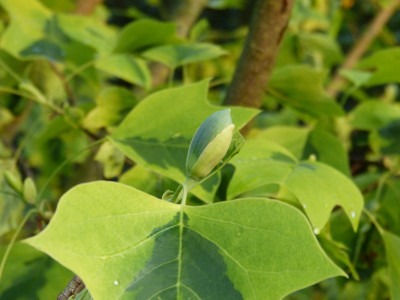 2016-06-02 Liriodendron tulipifera 'Aureomarginatum'.jpg