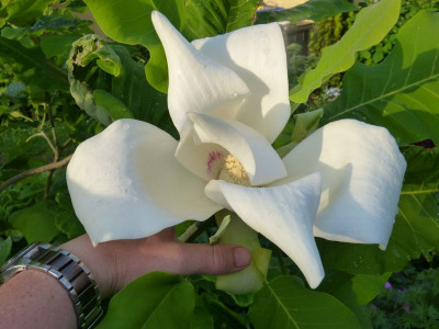2016-06-03 Magnolia macrophylla 'Ashei' 1.jpg
