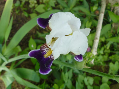 Bart - Iris 1.JPG