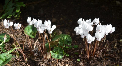 Cyclamen_hederifolia.15-6.jpg