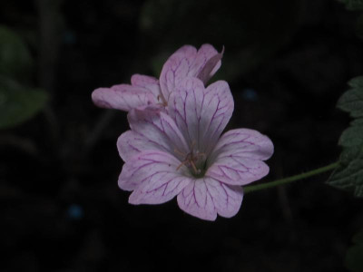 geraniumversicolor.img.JPG