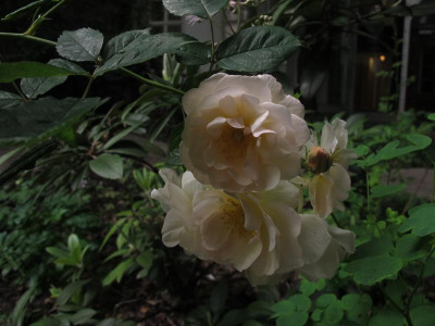 penelope16.img.JPG