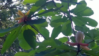 WP_20160602_011 Magnolia officinalis var.officinalis.jpg