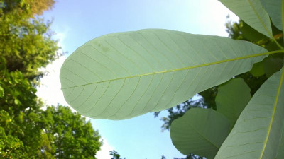 WP_20160602_030 Magnolia officinalis var.officinalis.jpg