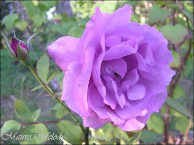 Mauve_klein.jpg