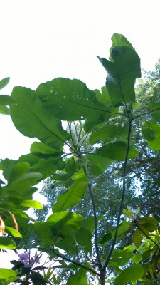 WP_20160602_036 Magnolia macrophylla var.ashei.jpg