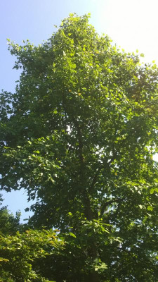 WP_20160602_004 Liriodendron chinense.jpg