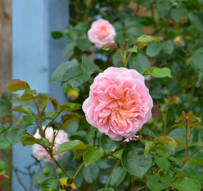 Rose-Pirouette.16-1.jpg