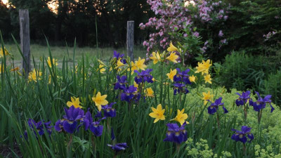 IMG_bunte Wiese.JPG