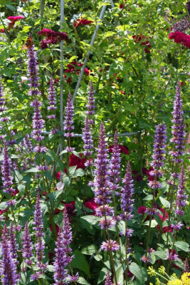 Agastache-TypPeine.14-2.jpg