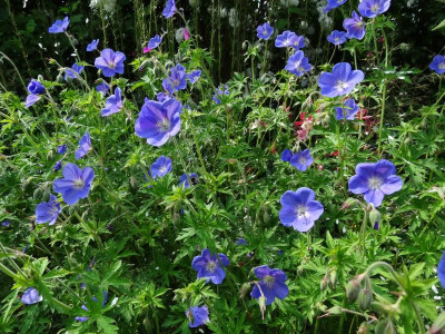 Geranium Brookside June 2016.JPG