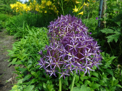 Allium christophii June 2016.JPG