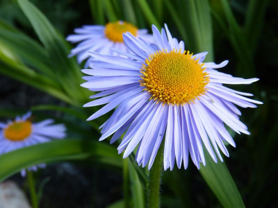 2016-06-03 Aster tongolensis 'Berggarten'.jpg