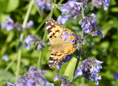 2016-06-03 Schmetterlinge Distelfalter.jpg