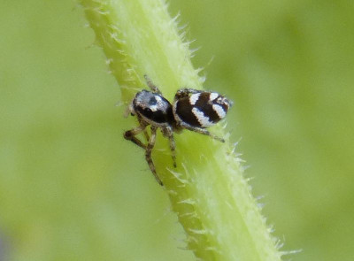 2016-06-03 Spinne.jpg